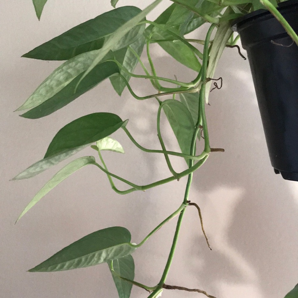 Cebu Blue Pothos cutting - Picture 3 of 6